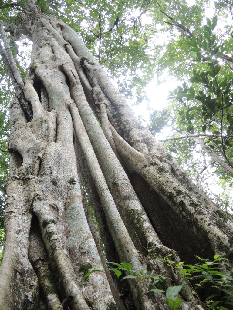 Heiliger Baum der Maya, die vier Hauptwurzeln richten sich immer an den Himmelsrichtungen aus